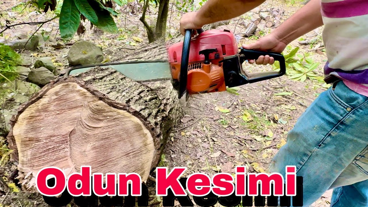 Çin Malı Testere ile Ceviz Odunu Böyle Kestik! 😱 Tereyağı Gibi!