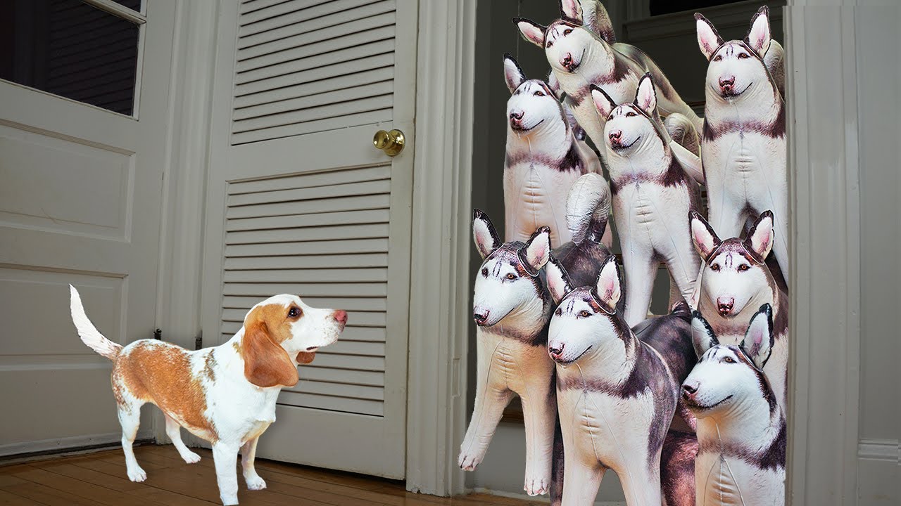 Puppy vs Husky Dogs Prank: Cute Puppy Indie Surprised w/Huge Husky Dog Crew