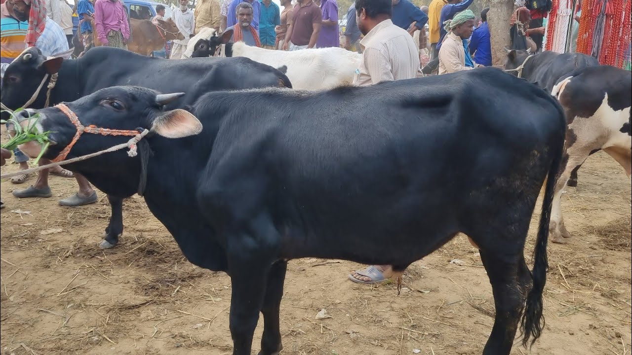 @আজ ৩ মার্চ ২৬ | ক্রস,ফ্রিজিয়ান ষাঁড় বাছুর গরুর দাম | রানীগঞ্জ হাট | দিনাজপুর 