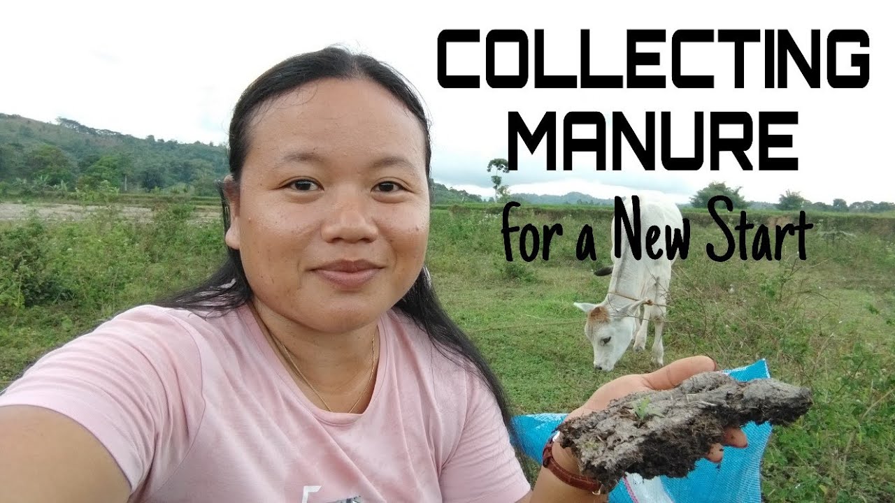 ✨New Start on Collecting Manure for  Growing Vegetables at Home🌱🏡 | SIMPLY Bhing🌿