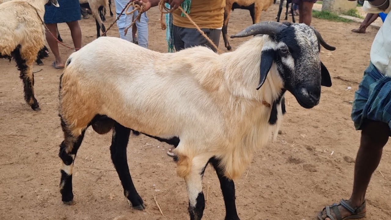 Biggest sheep Baker Gudur sheep market Today 28 11 25 గూడూరు గొర్రెల సంత విత్తన పొట్టేలు