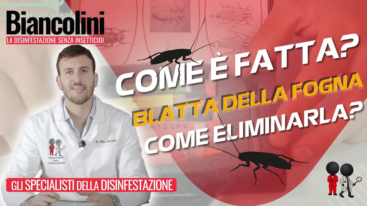 🪳​🔎​Blatta delle fogne: come è fatta e come eliminarla🪳​🔎​