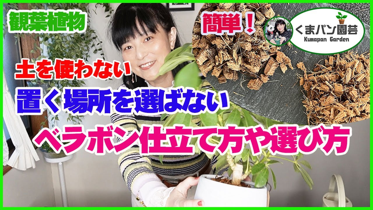 【園芸】置く場所を選ばないベラボン仕立て方や選び方(カポック)【くまパン園芸】