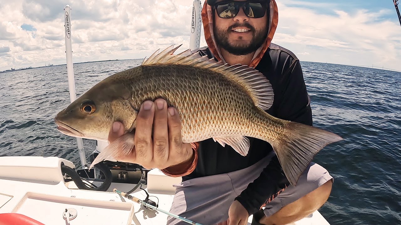 Snapper Fishing Tampa Bay Using the Knocker Rig