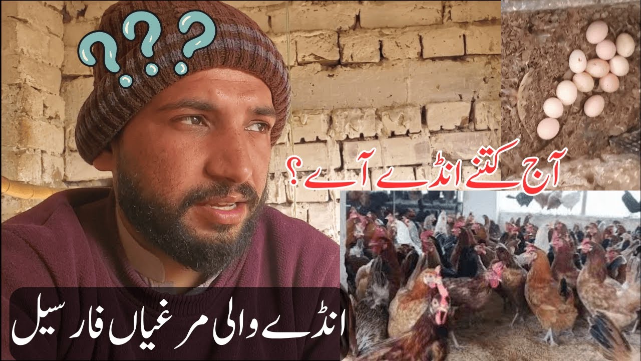 Daily Egg Production | Andy Wali Murgiya For Sell