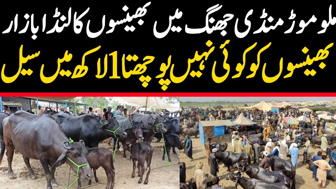 Malumor Janwar Mandi Jhang Today | Buffalo Fresh Rates Update | Buffalo Mandi Pakistan 2025