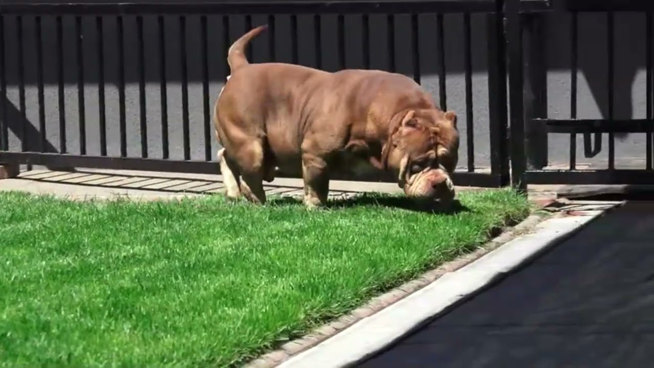COLOR BOMB BULLIES GRIZZLY THE BEAR, INW.GR.CH.ROCKOMANIA SON