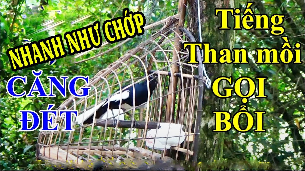 Choè than mồi || SIÊU GỌI BỔI || Chích choè than hót đấu || CỰC SUNG.c302