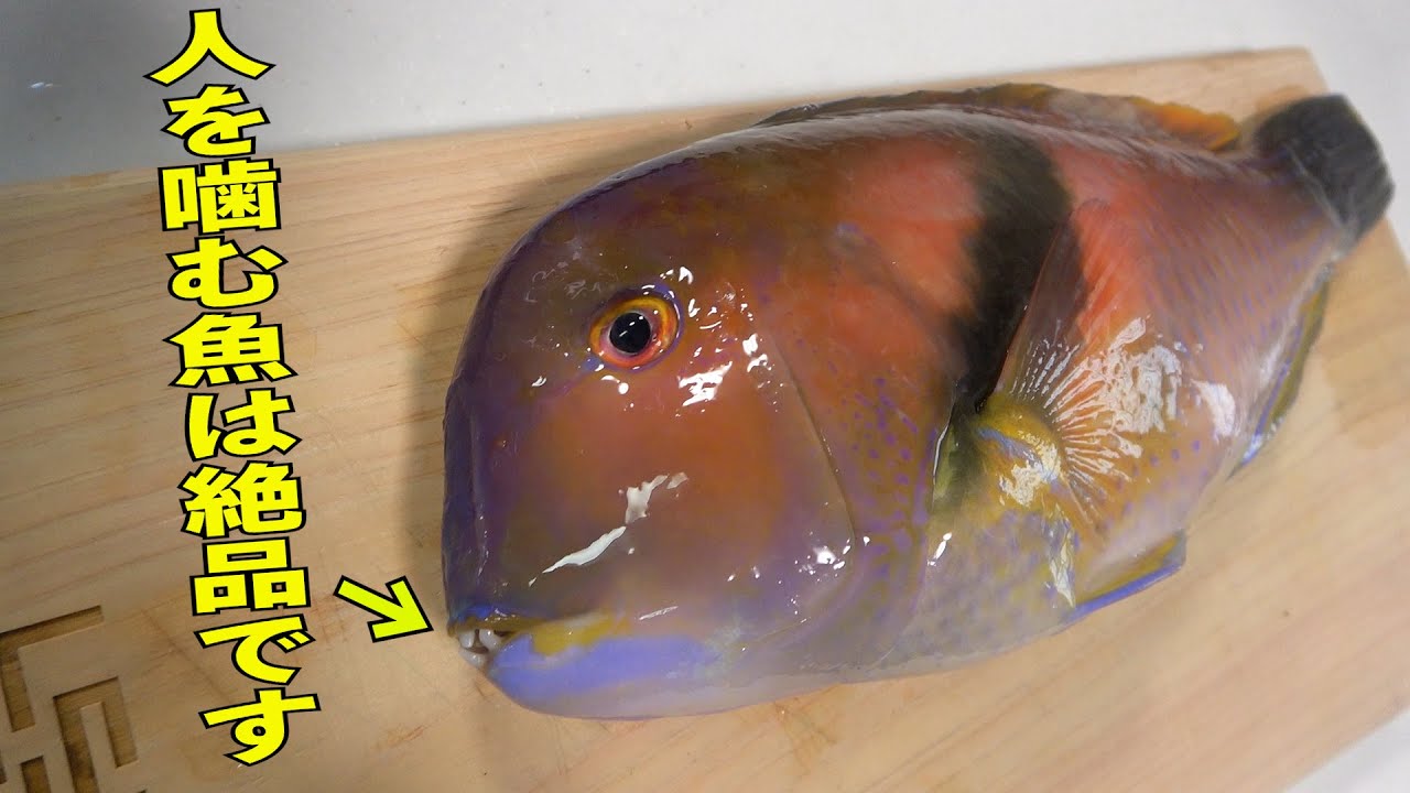 人に噛みつくが美味しい激レア魚！絶品過ぎてこれだけは教えたくないイラ料理 魚の捌き方