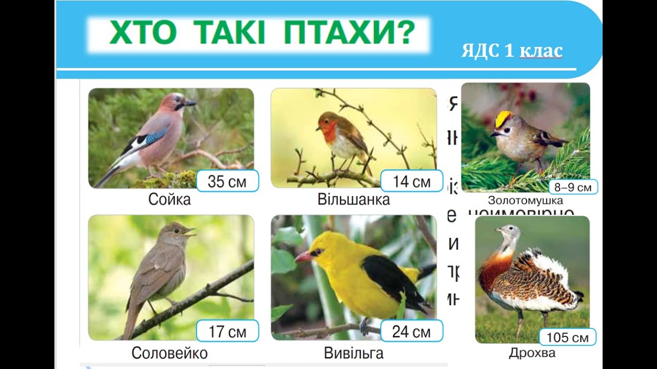 Хто такі птахи