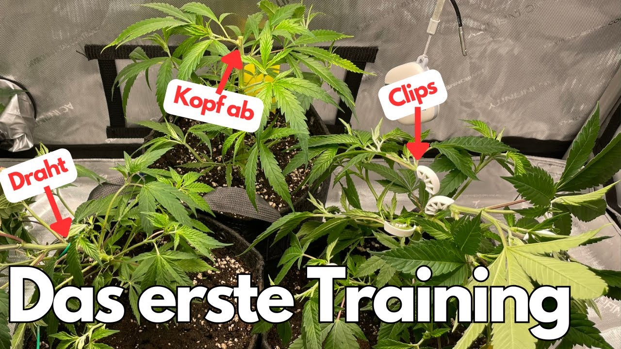 🍀Das erste Training: ➰Draht, Clips & ✂️Topping f&uuml;r erfolgreichen Anbau!
