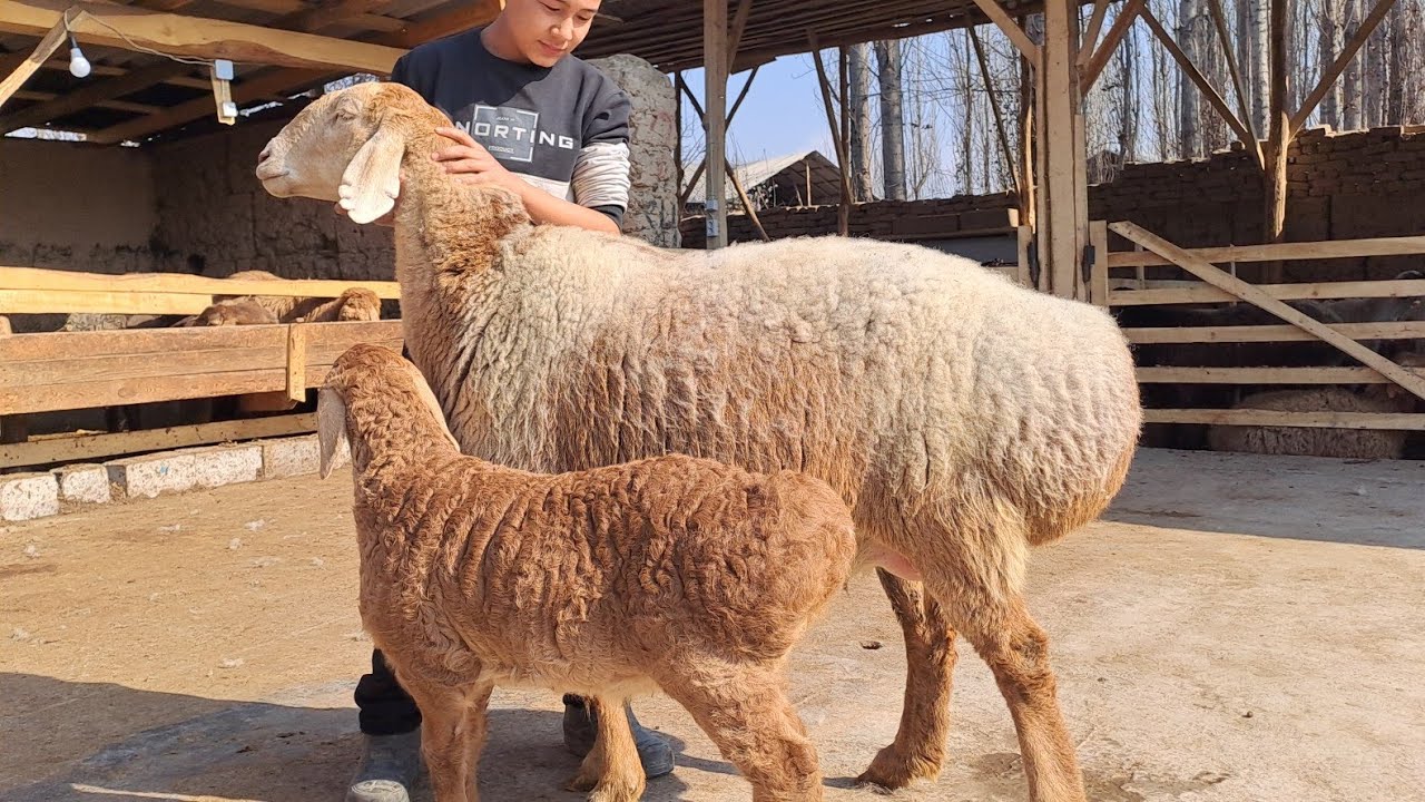 😱GʻULOMJON AKAMIZGA TOZZA LINYALI QOCHQOR VA GIGANT BOGʻOZ SOVLIQLAR YETIB KELDI NARXI JUDA ARZON 