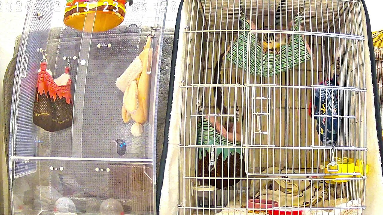 【見守りLIVE】飼い主不在のお部屋🐵リアムたちが映るかも？（途中で主が来るかも）