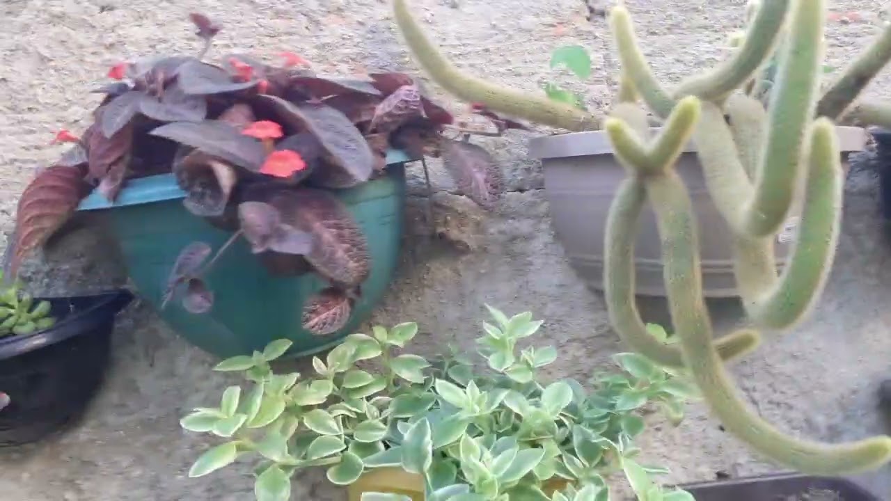 Tour pela as minhas plantas ( Parte 1  )