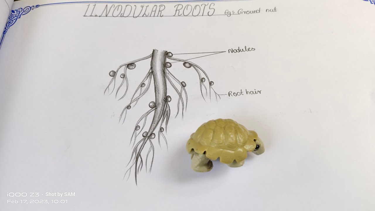 How to draw NODULAR ROOTS//#groundnut #nodularroots #nodules @SameerArts #viral
