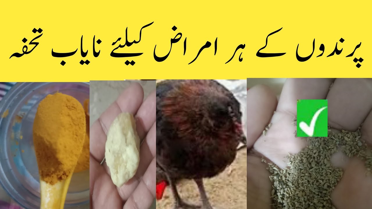 Best Home remedies for sick chickens | Best medicine for sick chickens | by Aseel Hen House 