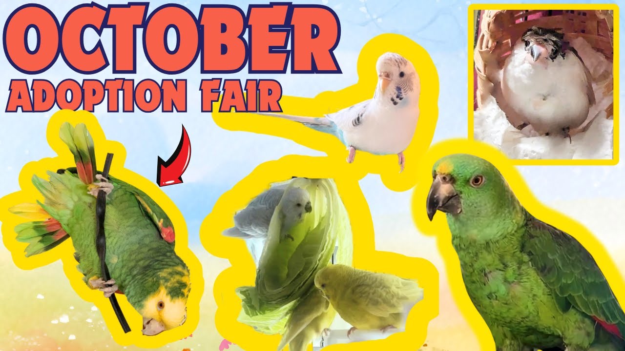 Parrots in need of a home: meet our October 2024 adoption fair foster birds