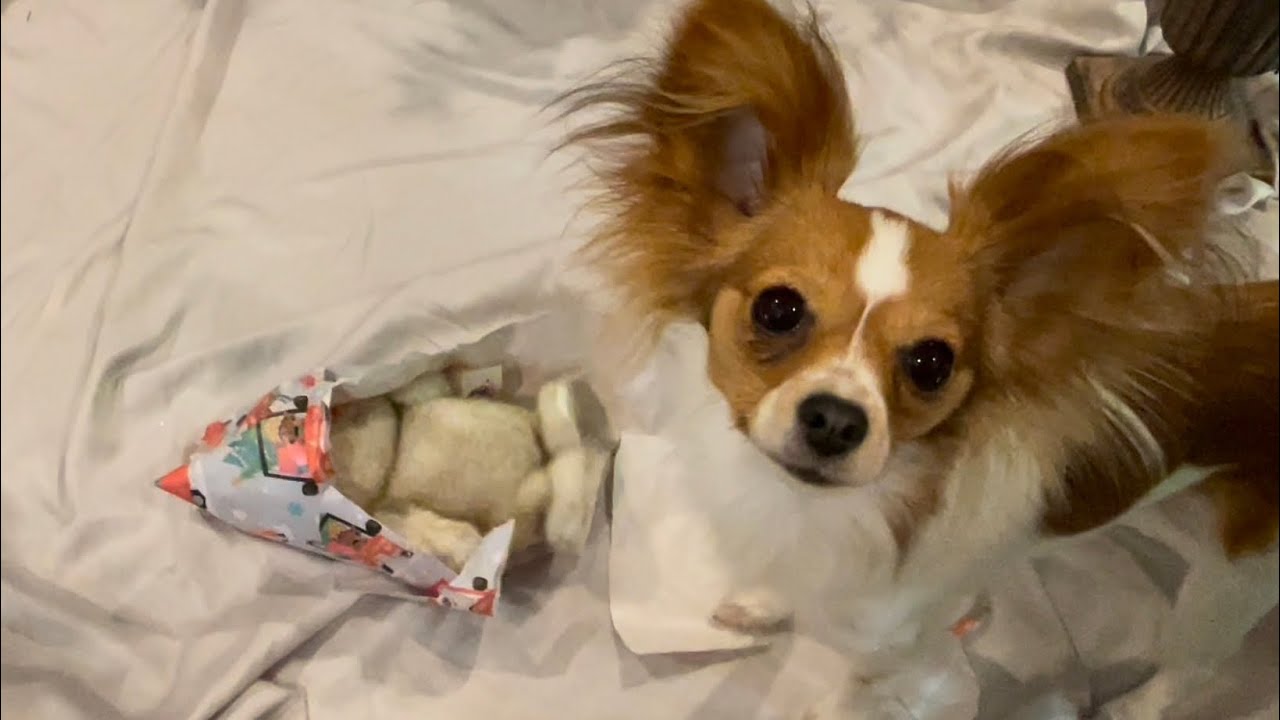 Christmas 2025 - Doggies Opening Presents 🎁 