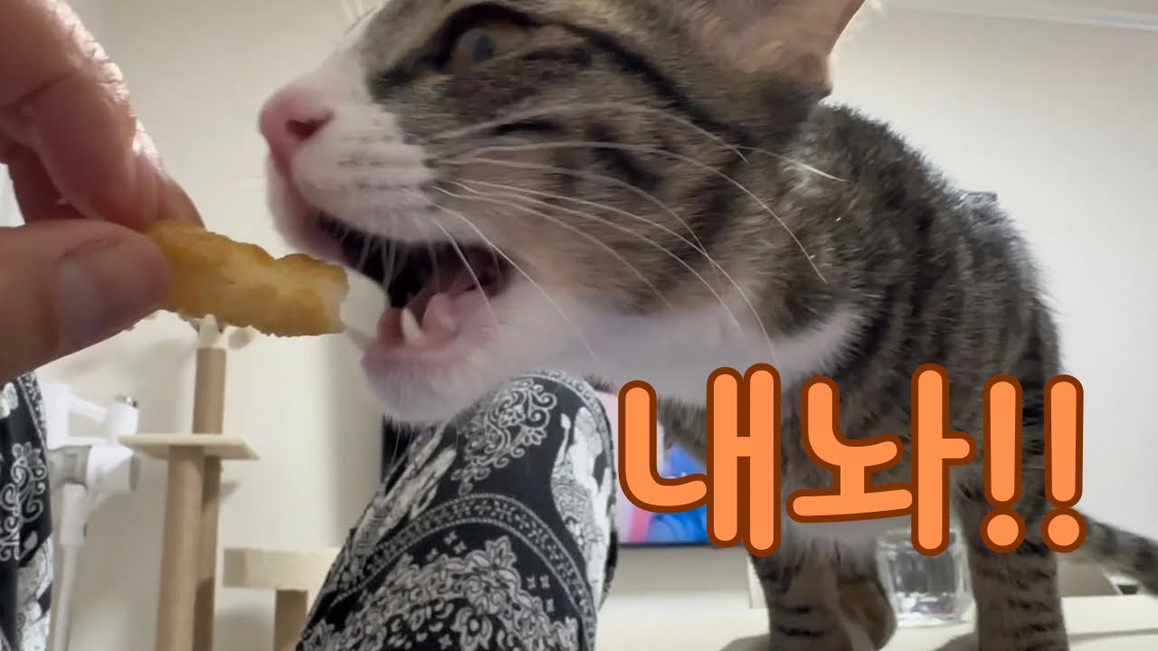 고양이가 과자를 먹는 게 맞아요?