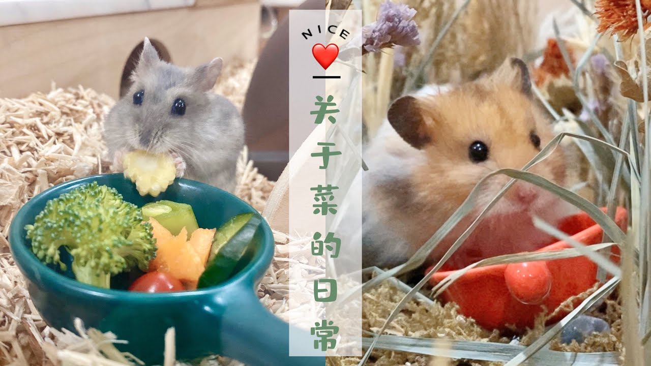 养鼠日常 | 除夕与Wildy的生活🐹 | 觅食寻蔬菜、每次都看得想帮忙指路 \ Feed Vegetables to Hamster