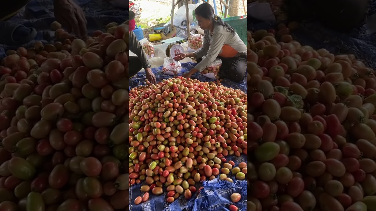 Come select tomatoes to send to the market.