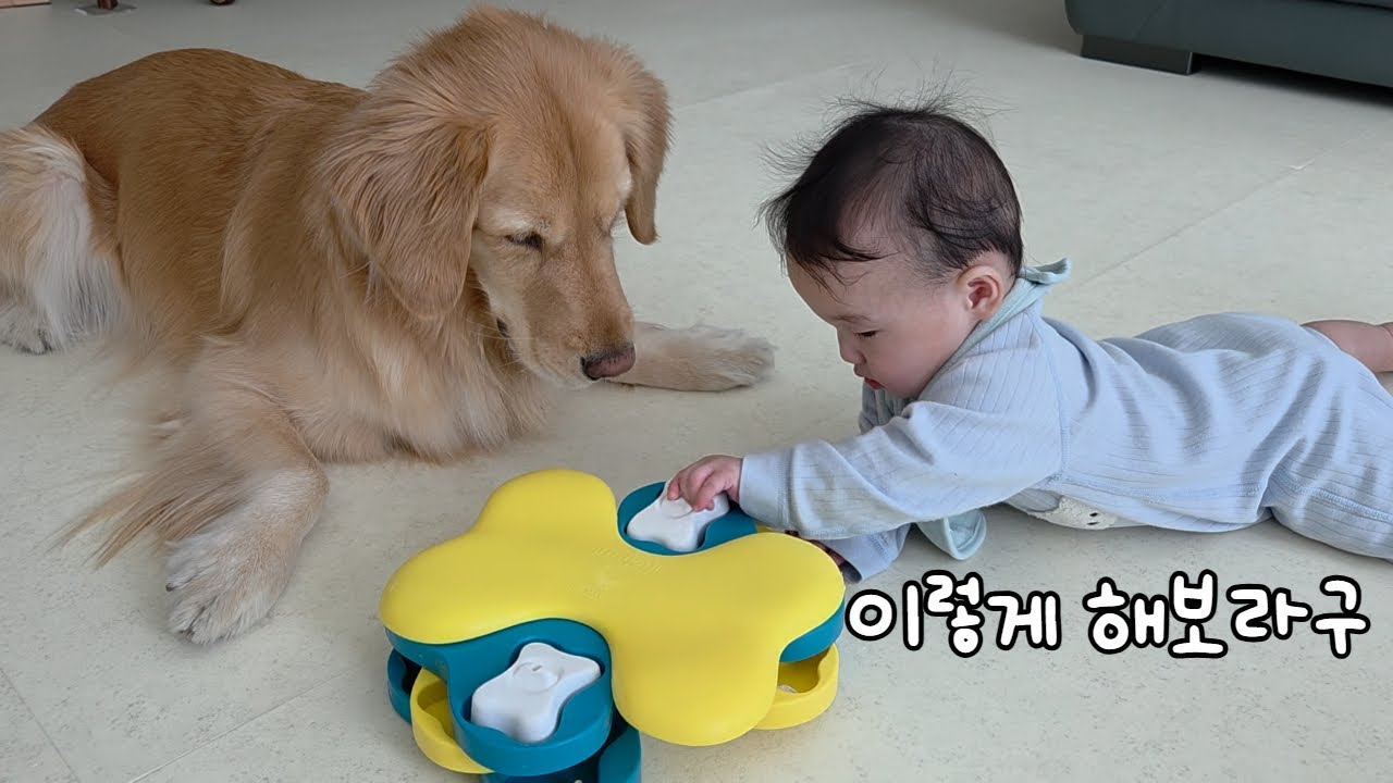 아기 앞에서 리트리버에게 노즈워크 장난감을 줘봤더니...