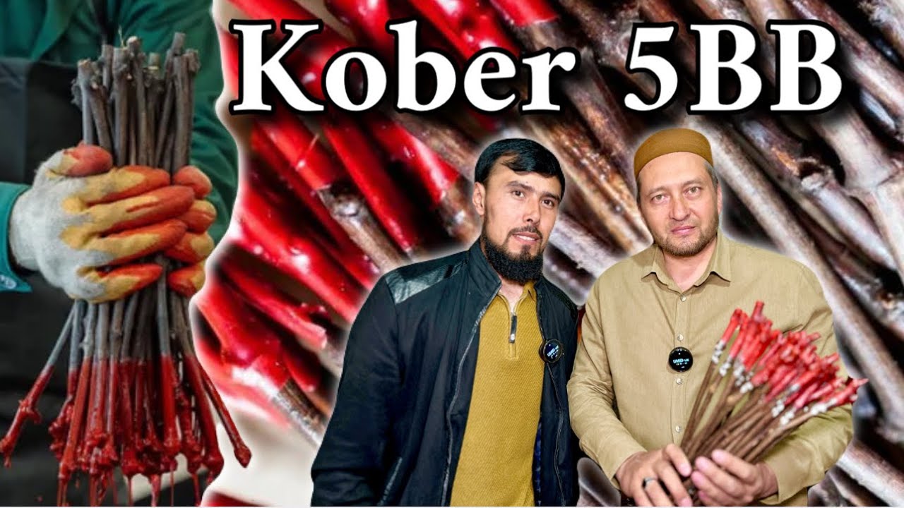 Oltiariqda Kober 5BB va 3 xil usulda uzum ko‘chat yetishtirish. Avatar va boshqa uzum koʻchatlar.