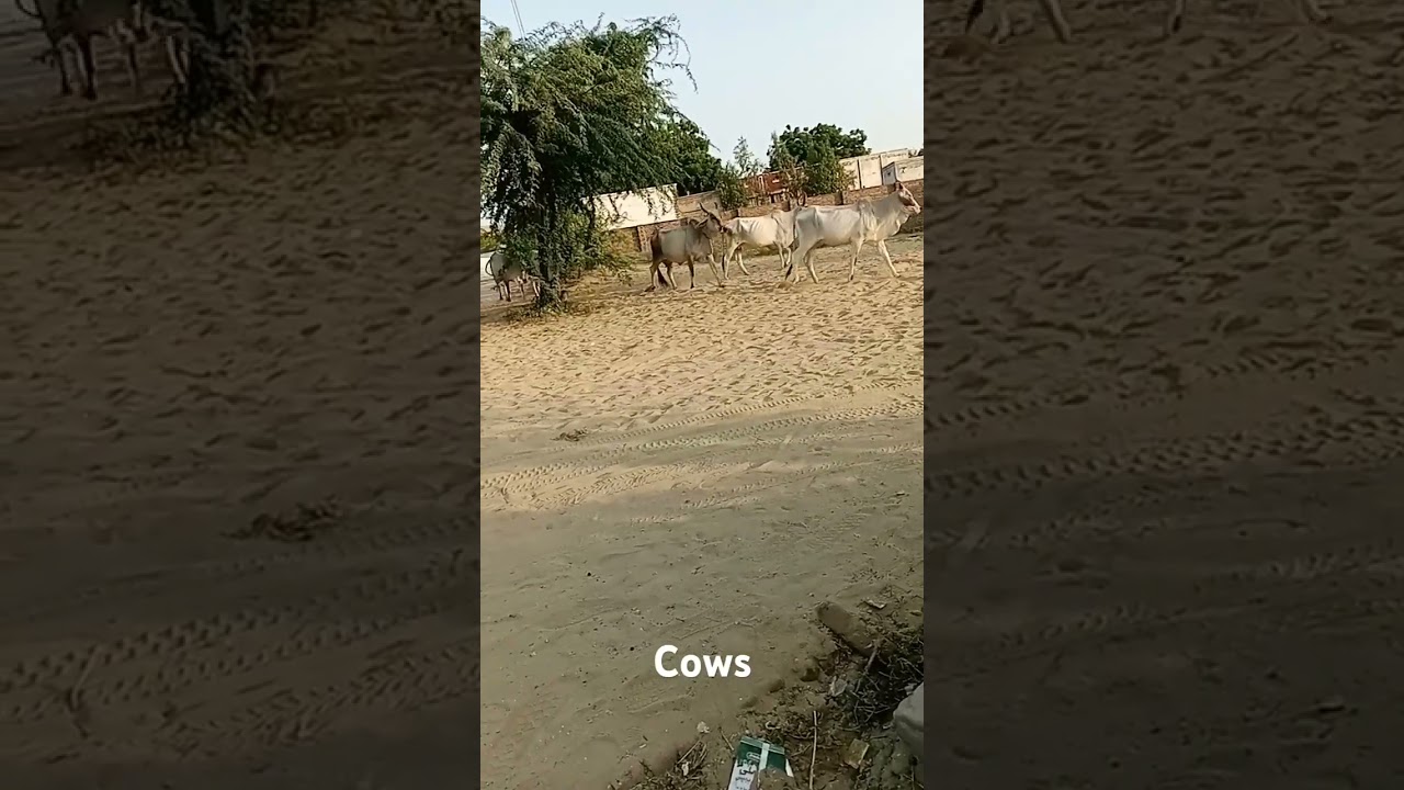 #cow