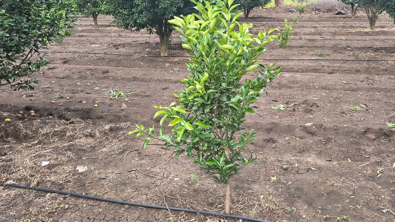 Episode 46 :- 🍈Alemow Rootstock 🍊 Orange Plants Growth  #farming #citrusfarming #orange 