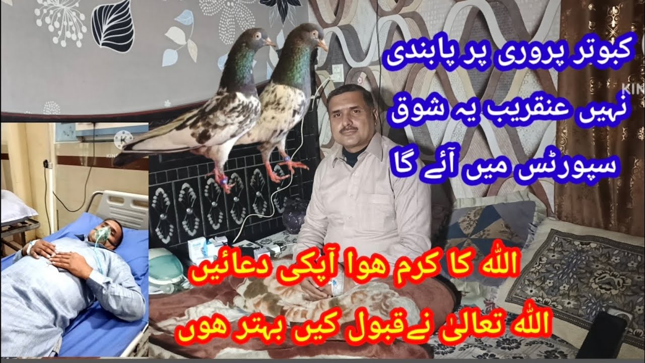 کبوتروں کا شوق سپورٹس کہلوائے گا آپ کی دعاؤں سے صحت ملی