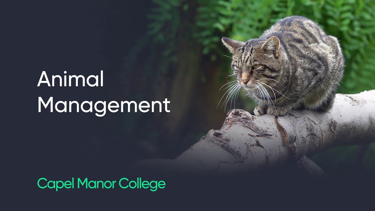 Study animal management at Capel Manor College