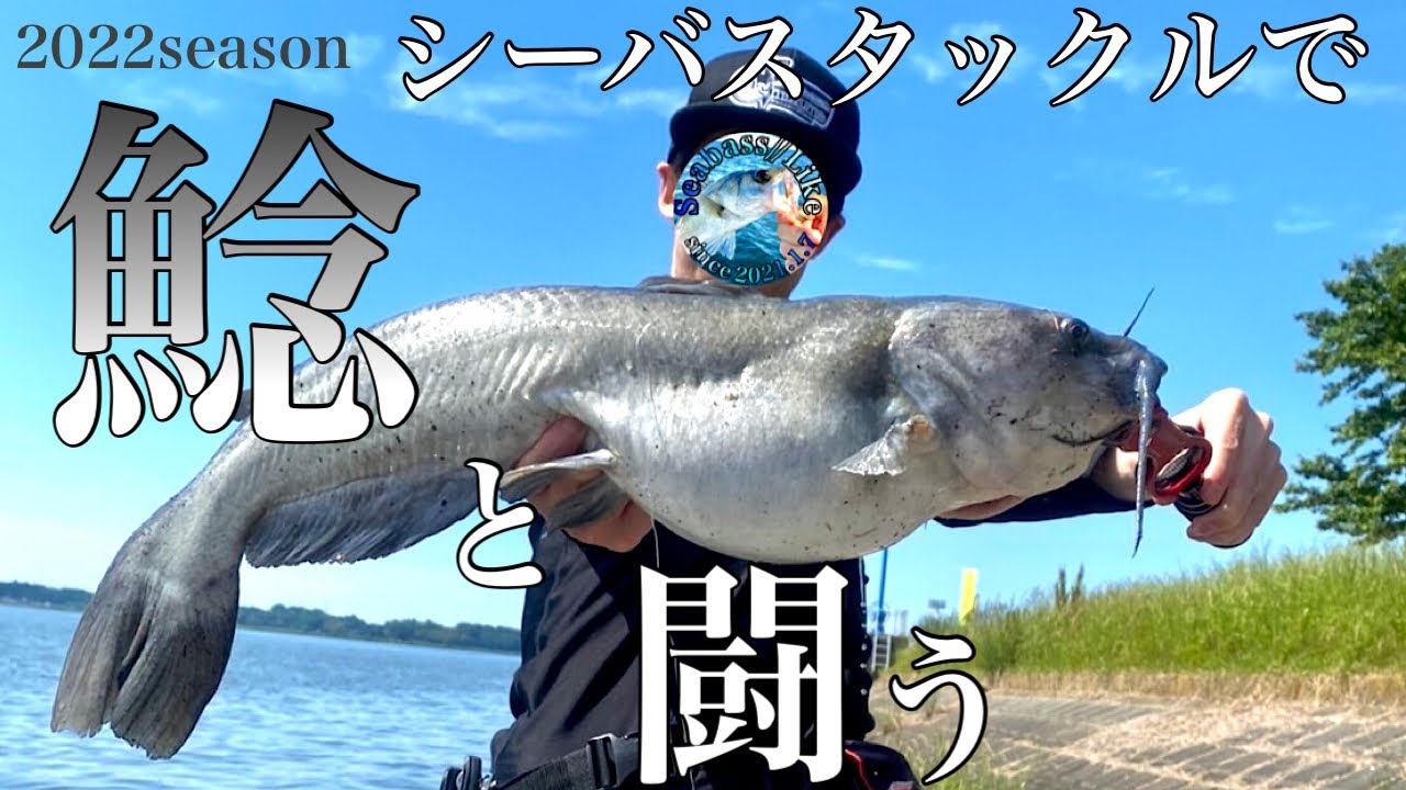 【アメナマ】霞ヶ浦のナマズ釣りがエキサイティングだった！