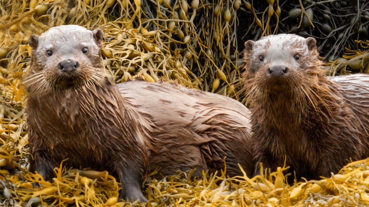 Following a Family of Otters on the Isle of Mull, Scotland | Discover Wildlife | Robert E Fuller