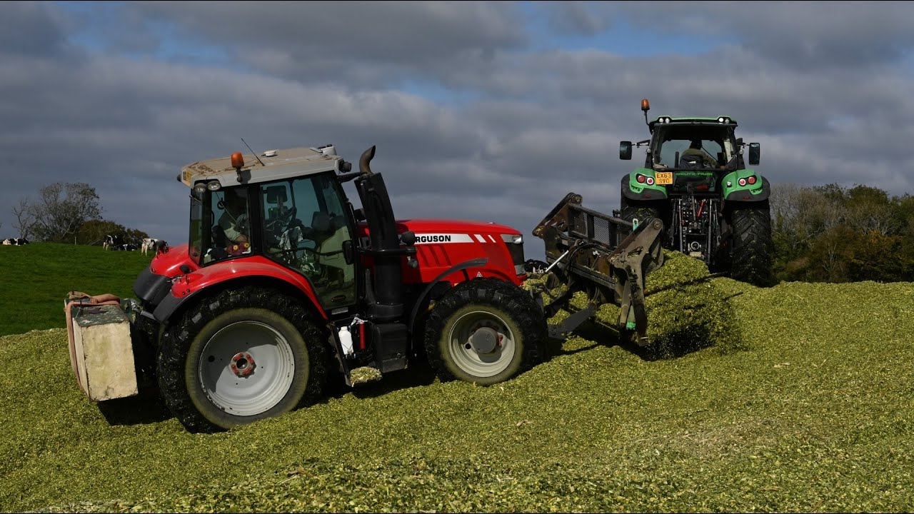 Maize Harvest 2025 - Buckraking the Clamp with Massey Ferguson 7718 and Deutz Fahr 7250 TTV