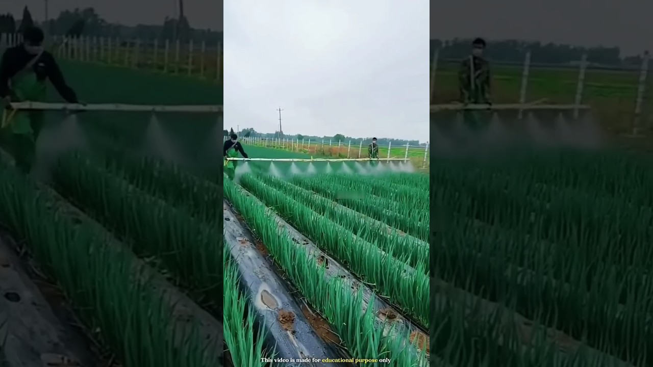Ingenious Japanese Farming: Rice on Roofs & Bamboo Pesticide Sprayers! 🌾🏠 #farming #facts