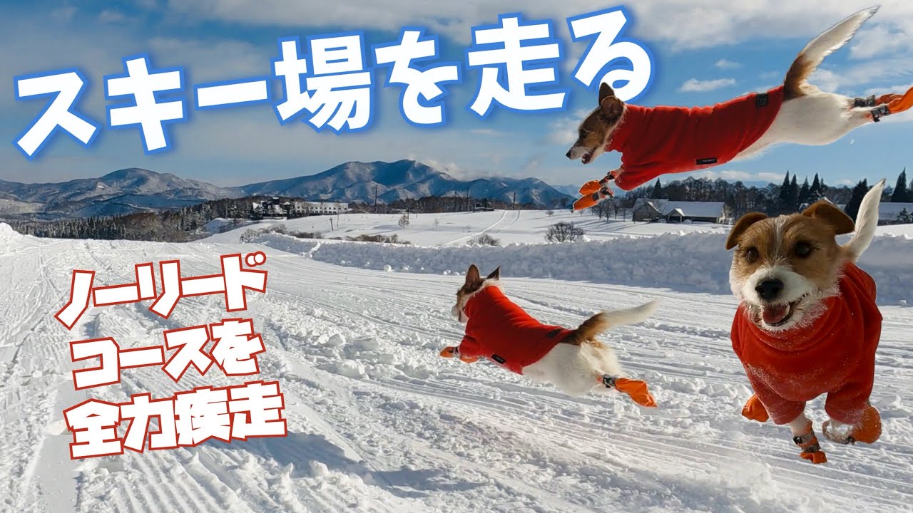 犬と一緒にスキー　黒姫高原スノーパーク　ノーリードコースを全力疾走 2025-2026シーズン / skiing with dogs Jack russell terrier ジャックラッセルテリア