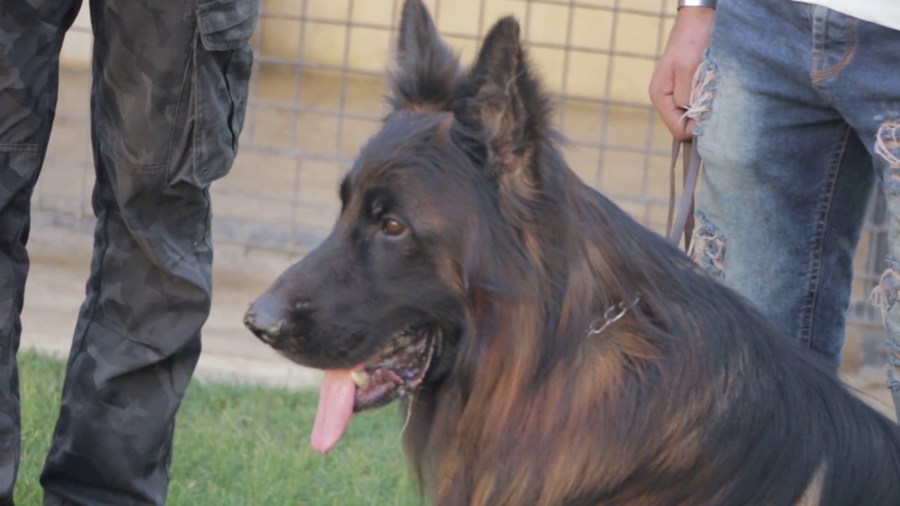 لقاءات الاستاذ / أحمد نصار (Vom Cairo Kennel) - عن الكلب الجيرمن شيبرد 4