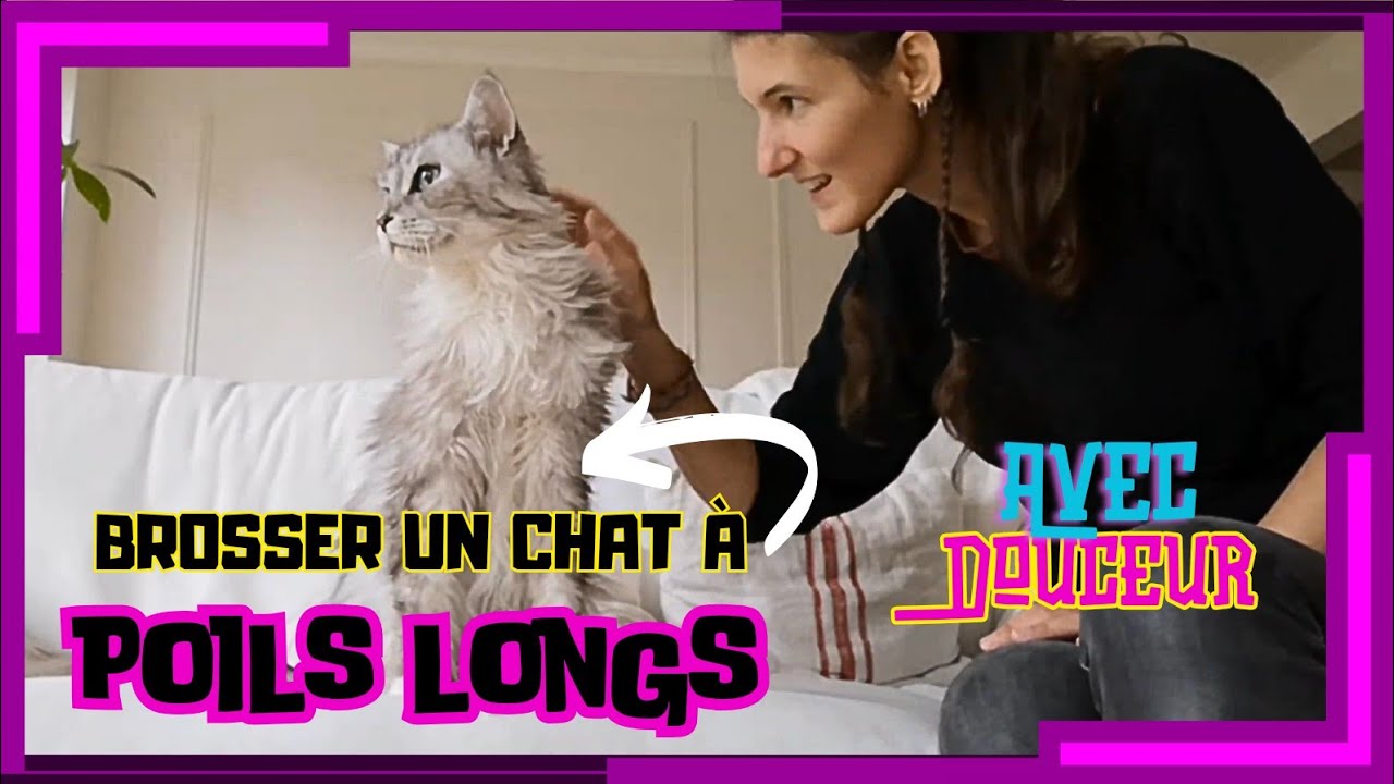 Enlever les GROS NOEUDS de votre chat SANS DOULEUR