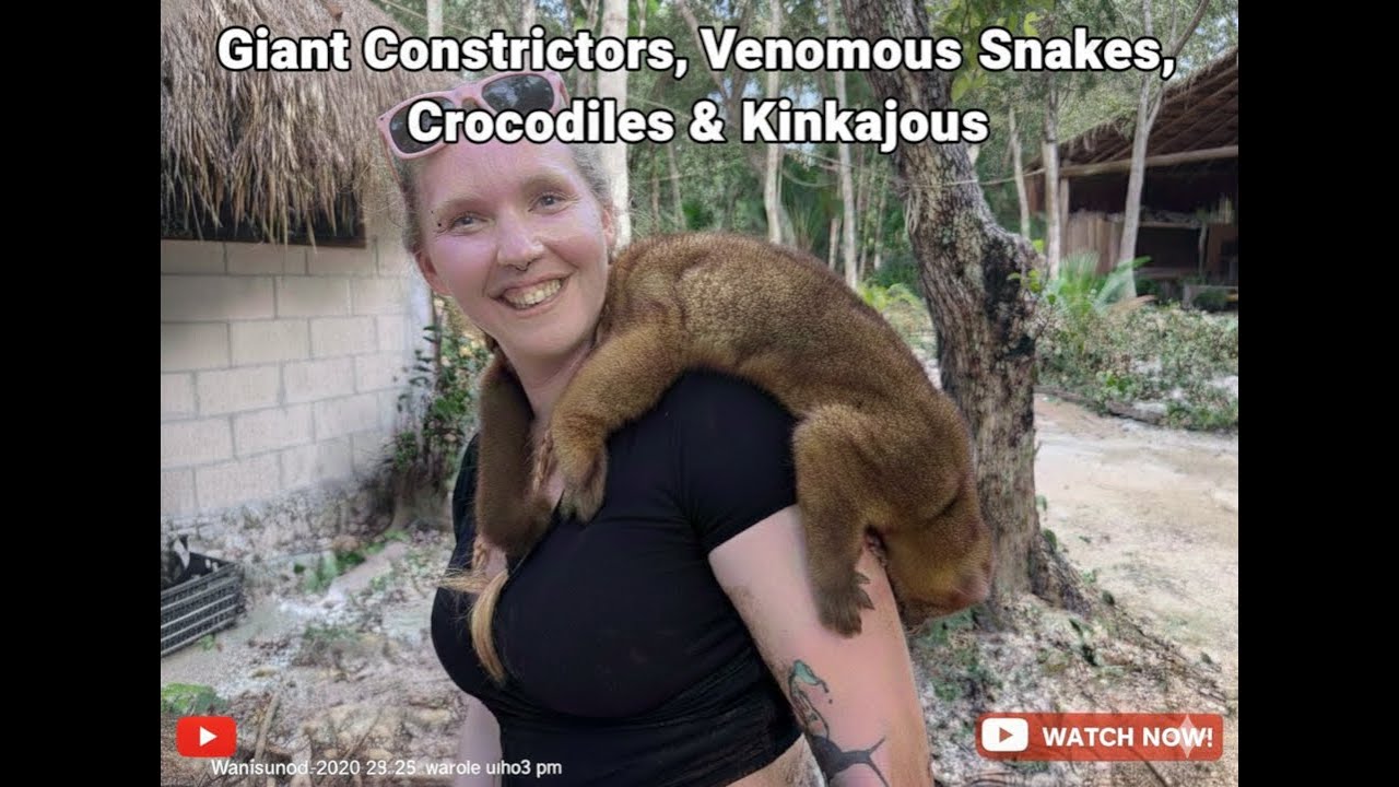 Giant Constrictors, Venomous Snakes, Crocodiles & Kinkajous