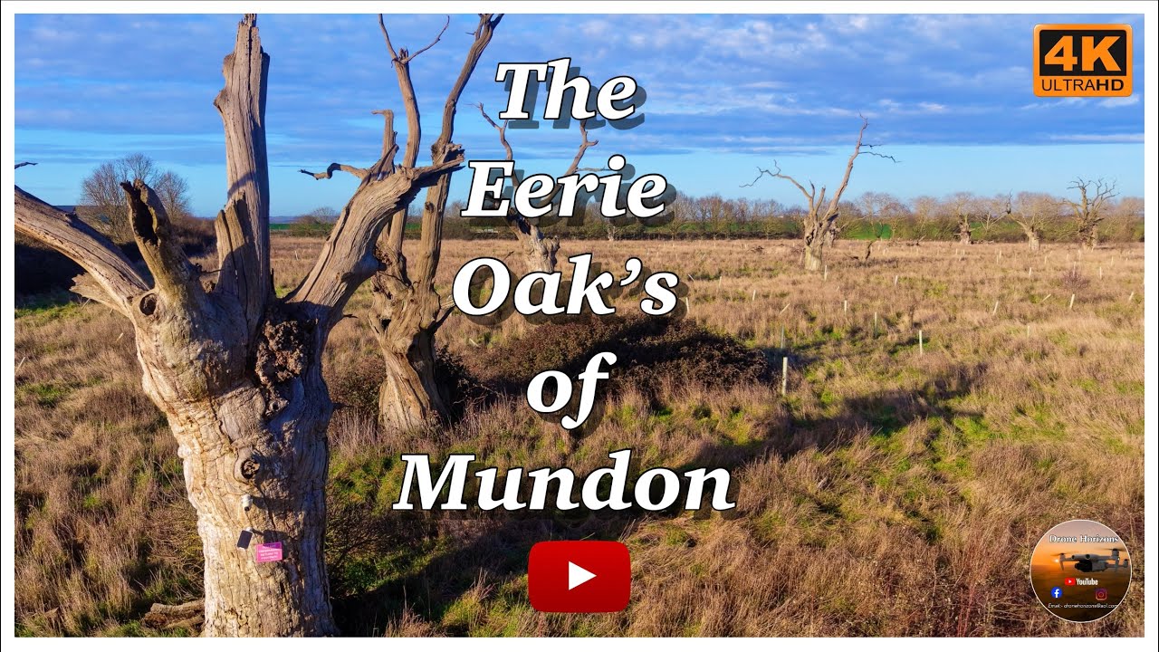 The Eerie Oak’s of Mundon