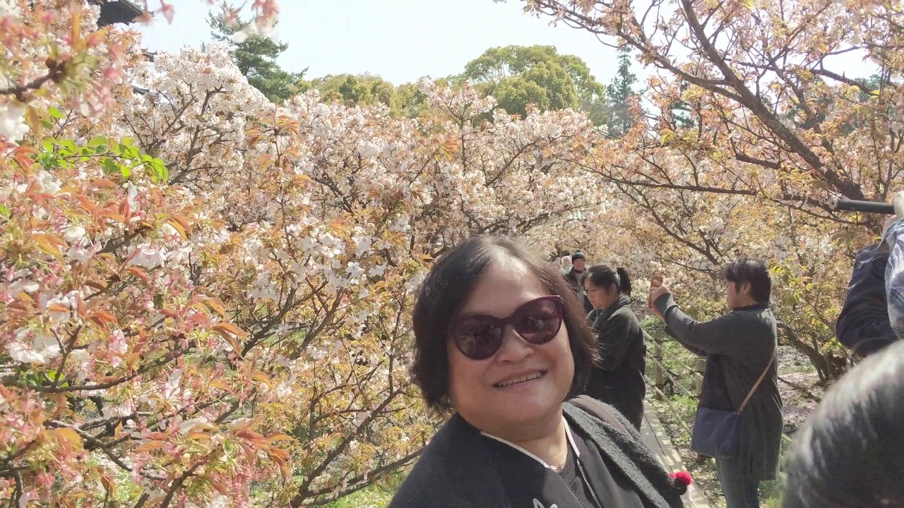 Ninnaji Temple, Kyoto 4K