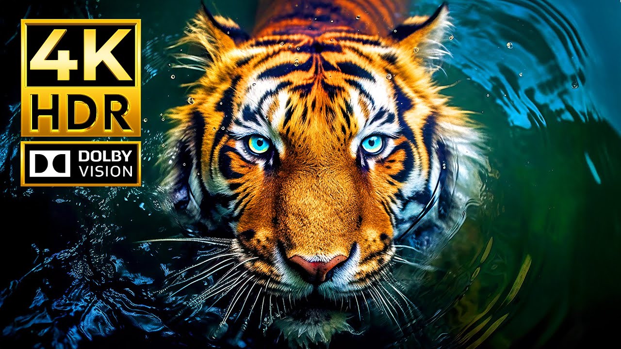 STUNNING 4K ANIMAL WORLD VIDEO | 4K HDR 120 fps Dolby Vision