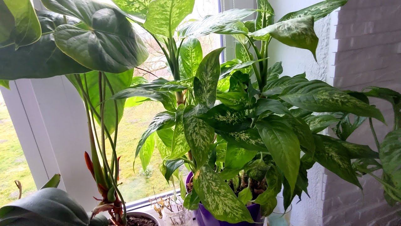 🌱 Rośliny na parapet, szafę, difenbachia, zamiokulkas, anturium itd. Aktualizacja roślin z pokoju 🌱👋