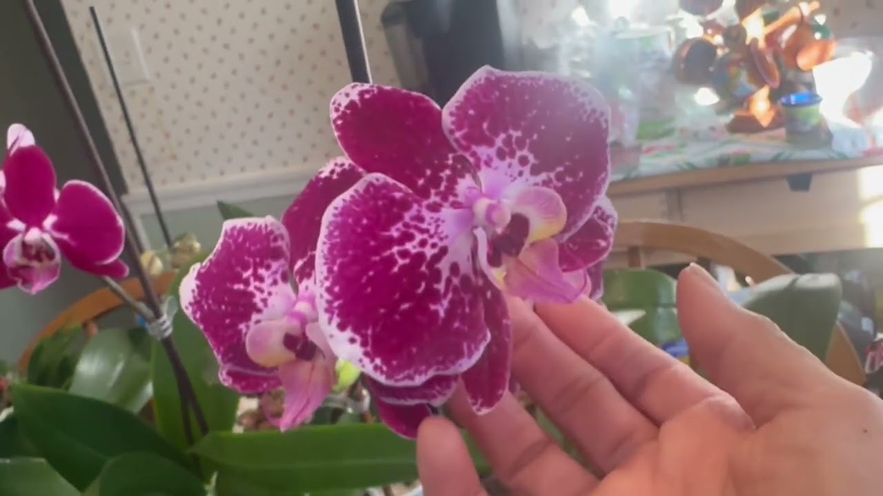 Orquídeas phalaenopsis . 