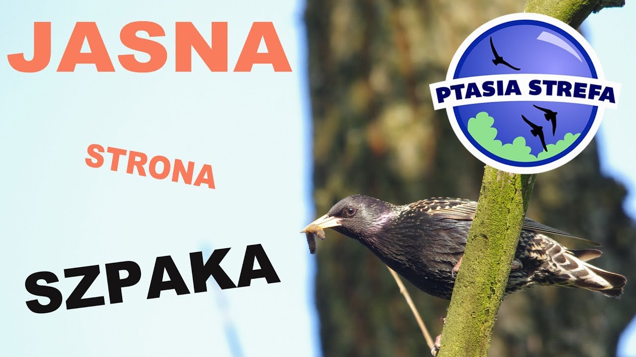 Jasna strona szpaka