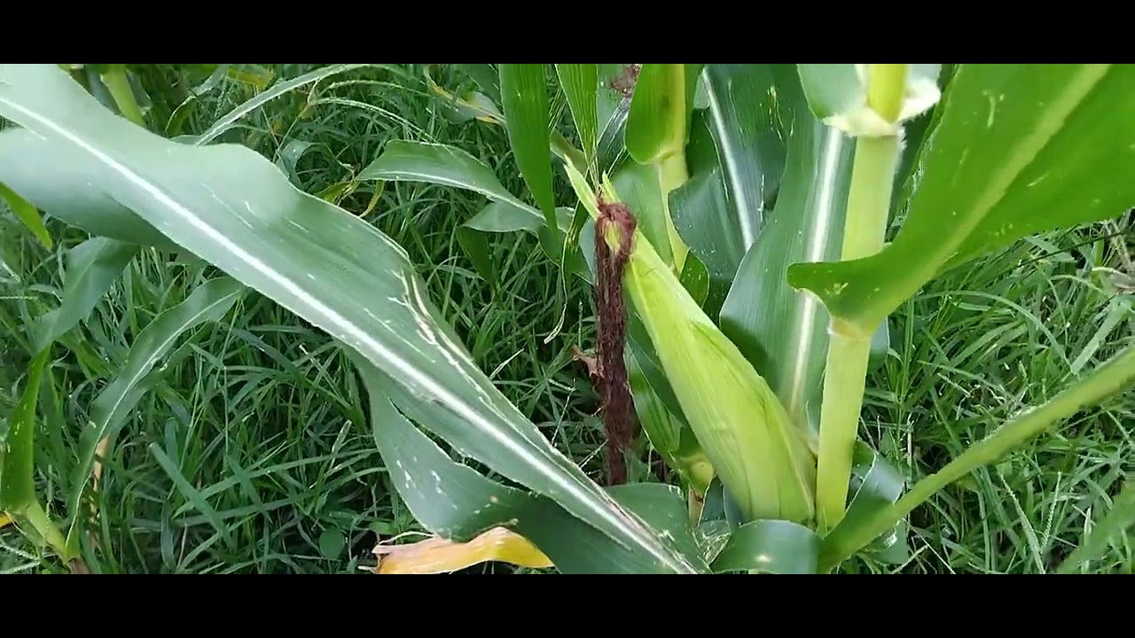 Ladang jagung di lereng gunung tambora