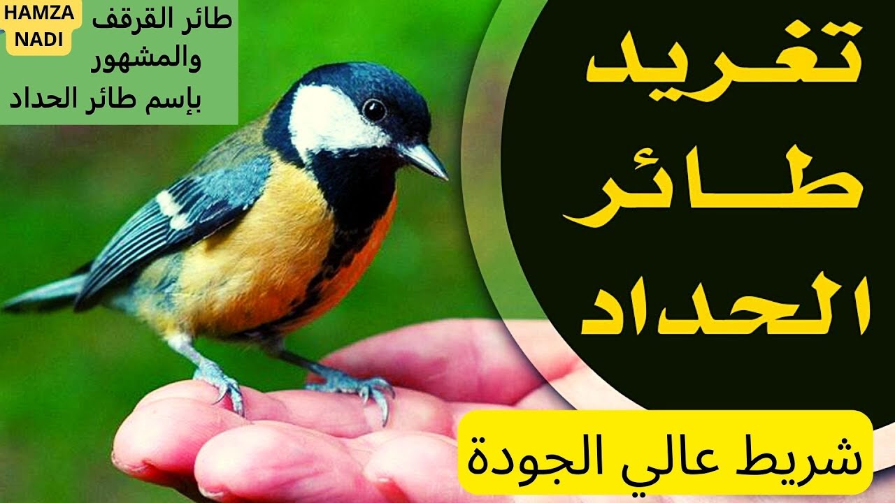 تغريد طائر الحداد ( القرقف الأزرق )