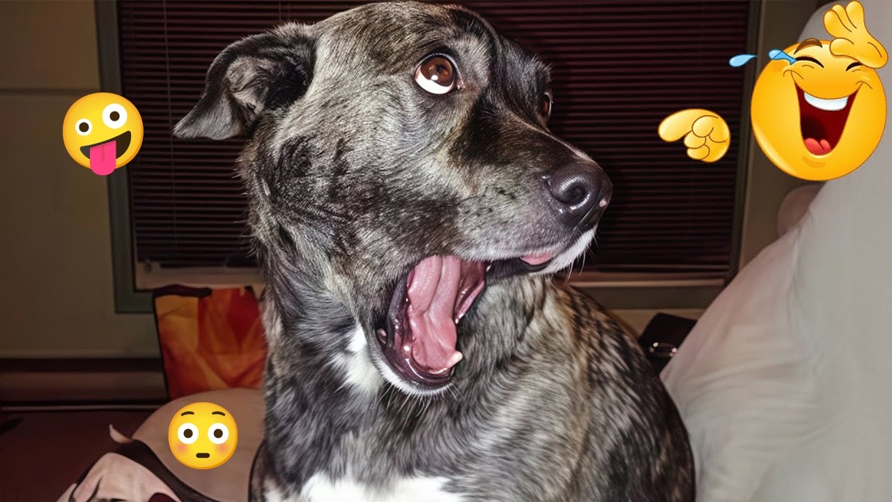 I Can’t Stop Laughing at These Hilarious Dogs 😂 Funny Dog Moments 2026 #53