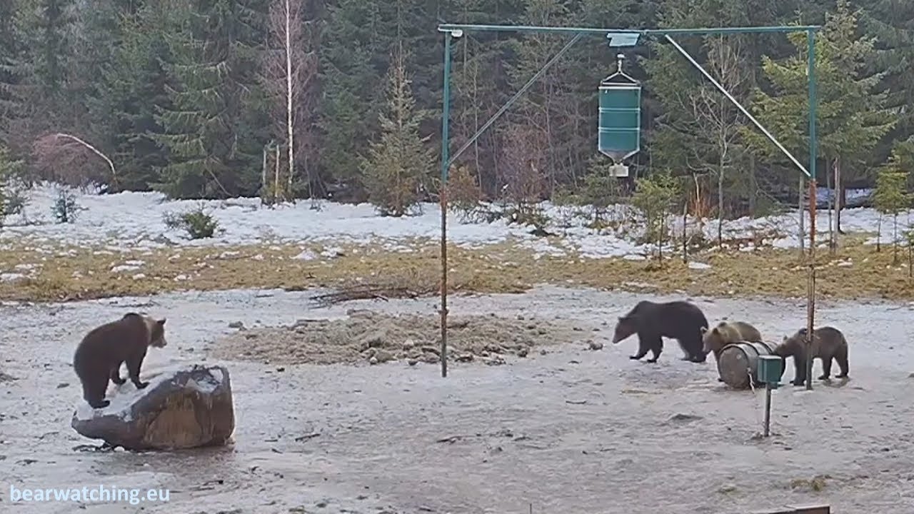 Mother bear protecting her cubs from male bear