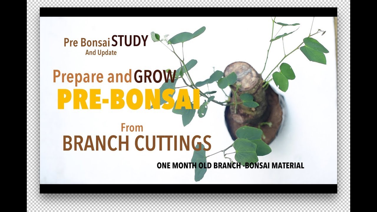 TOUR-Grow Pre-BONSAI from CUTTINGS -Quick Pre Bonsai HACKS ( Updates on Previous Hunting Included )
